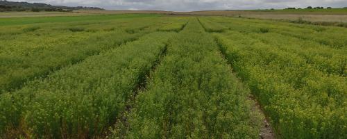 camelina disminuye la huella de carbono